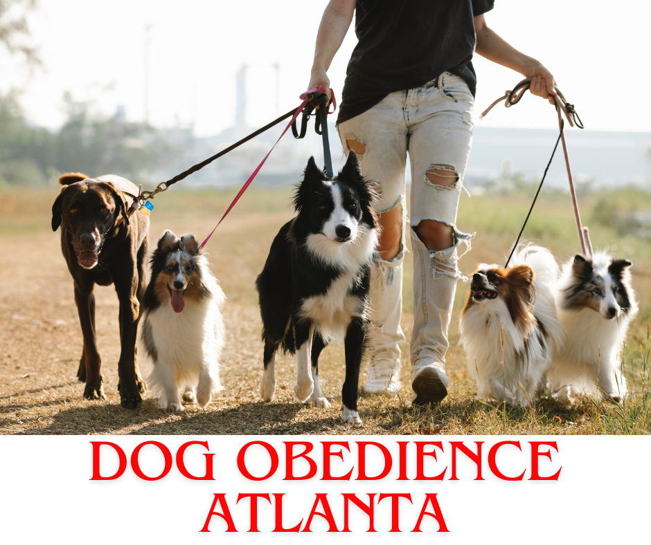 Dog obedience Atlanta