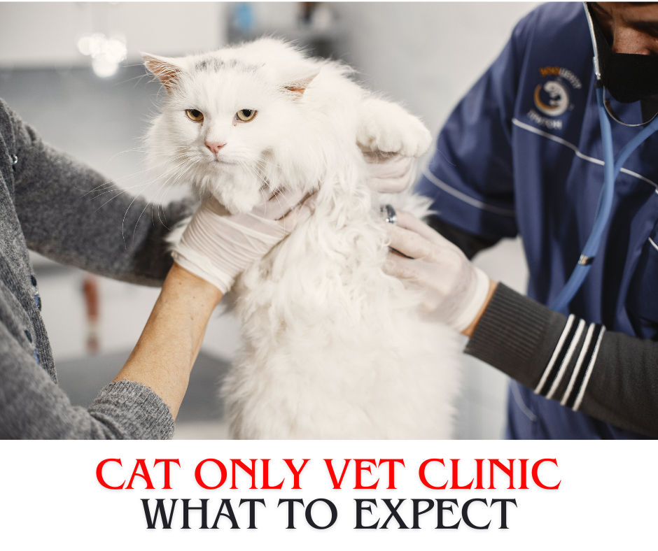 cat only vet