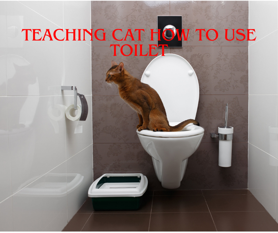 Teaching cat how to use toilet