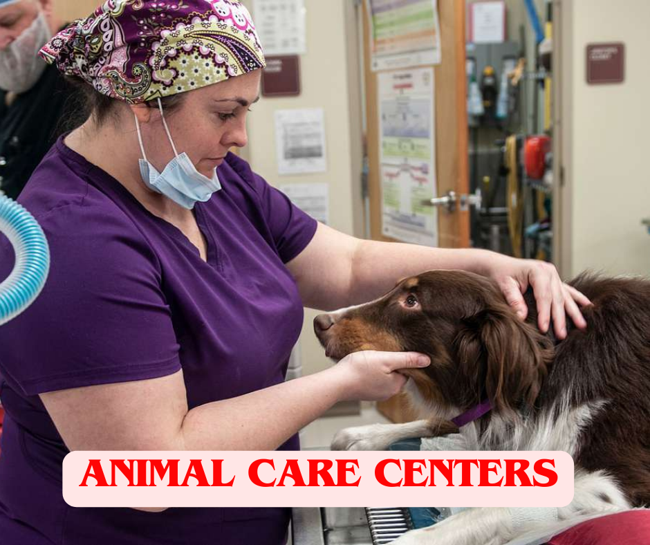 Animal care centers in the UK