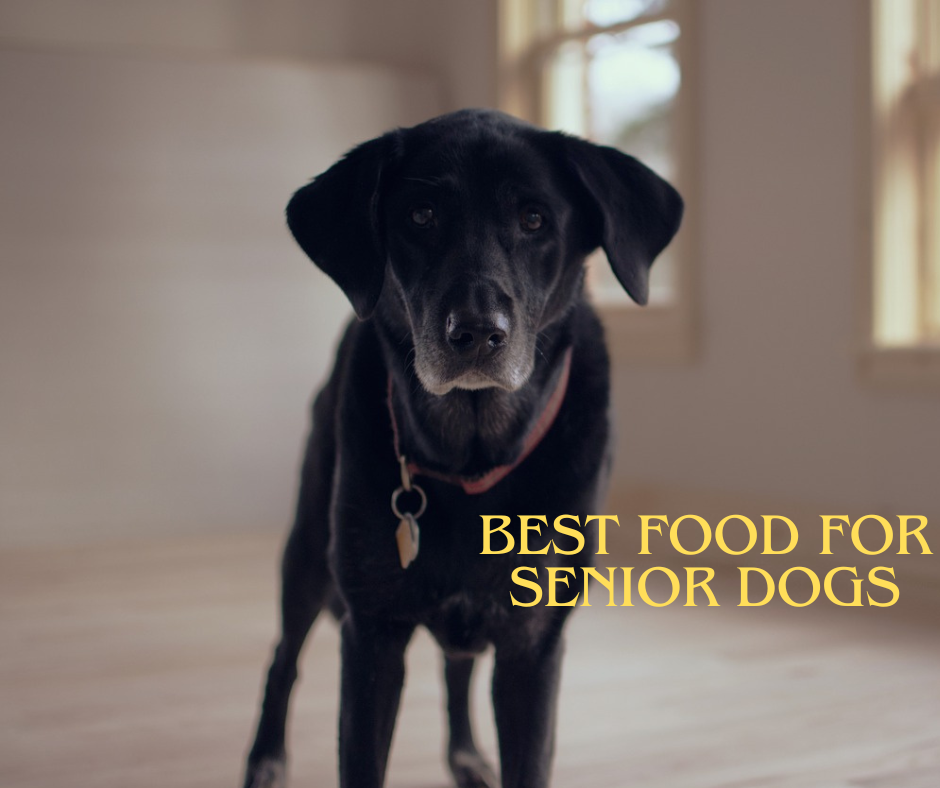 Best food for senior dog