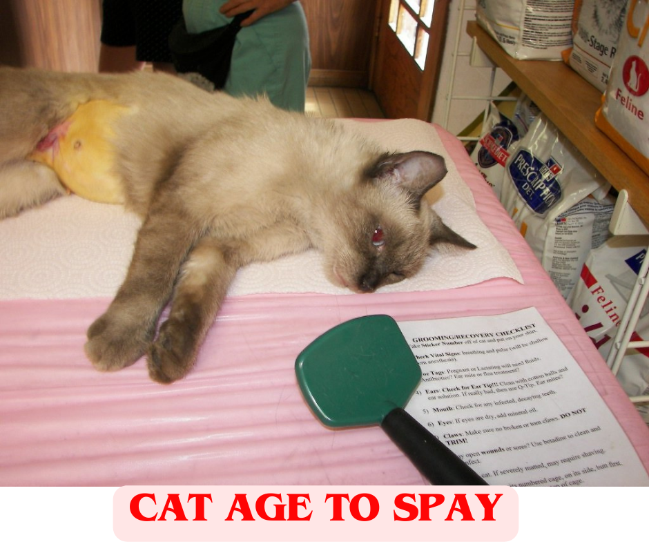 cat age to spay