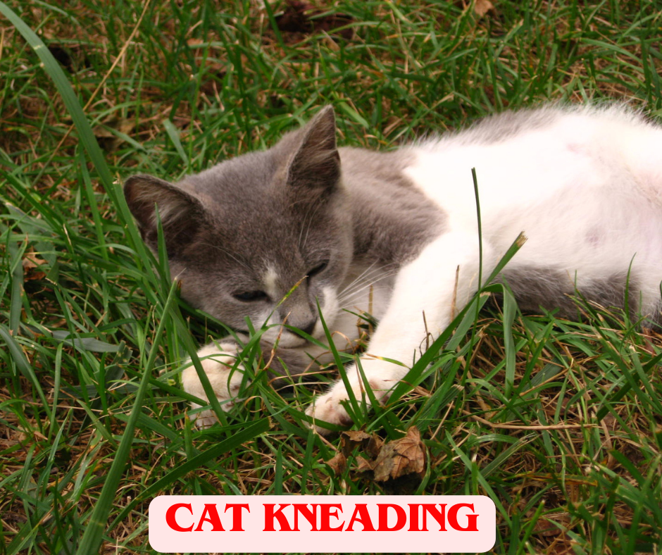 cat kneading