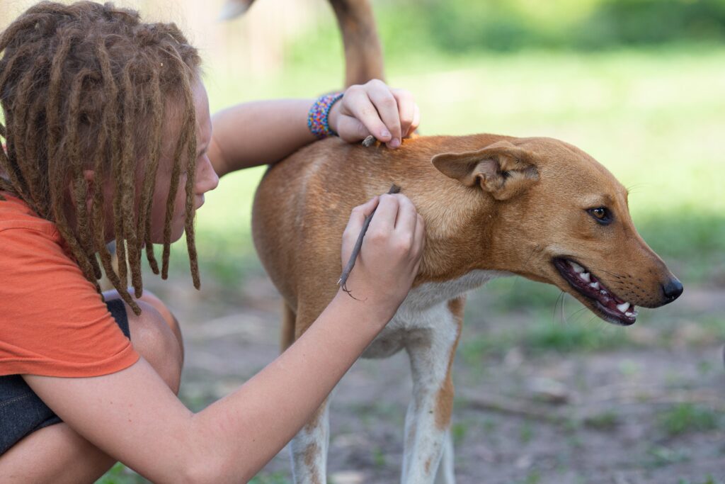 Best food for dog skin allergies