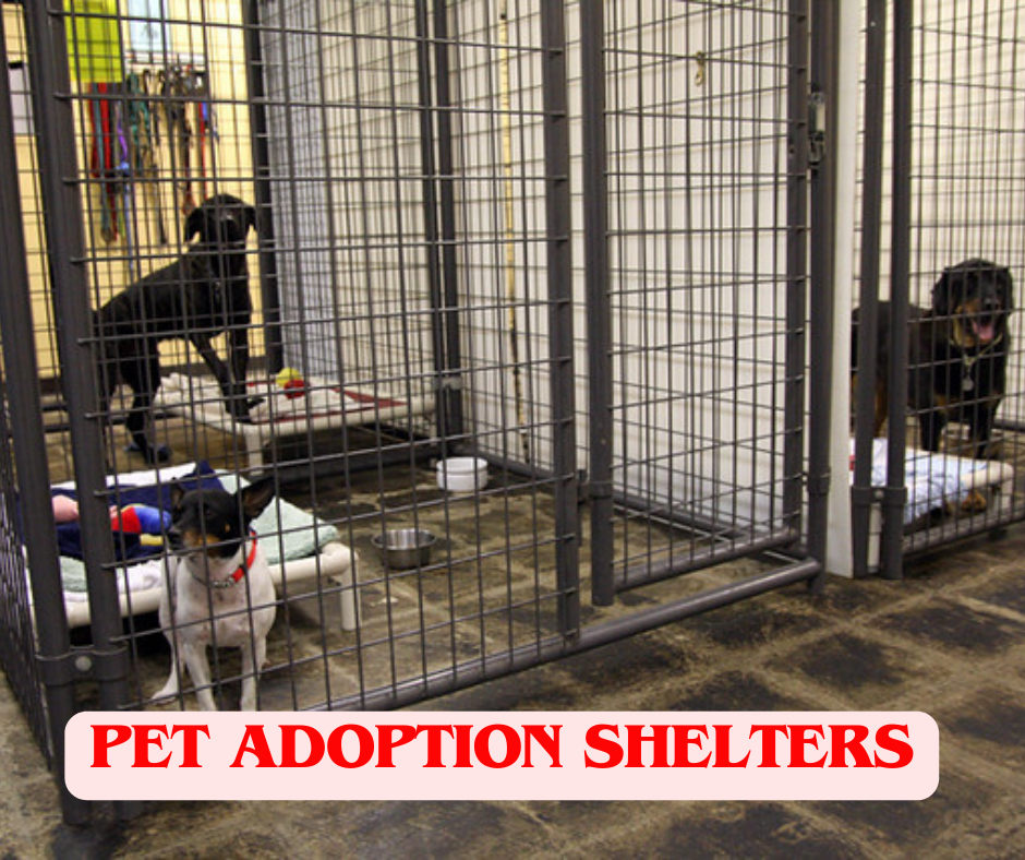 free pet adoption center near me