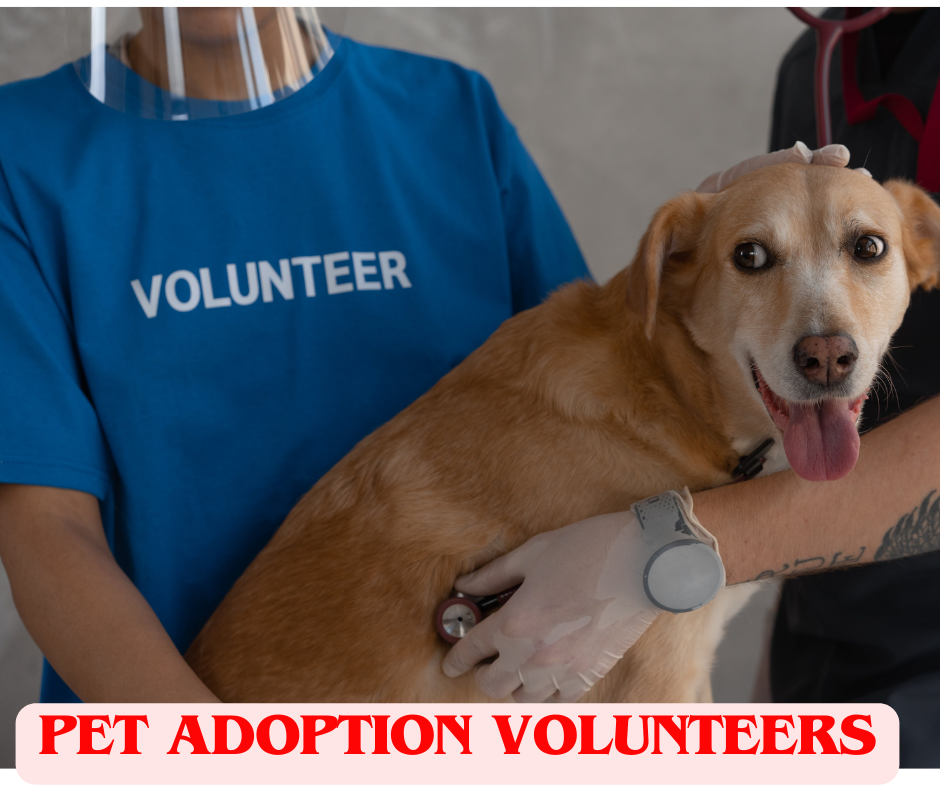 Pet Adoption Volunteer