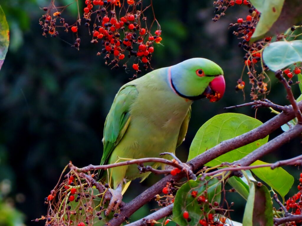 how to feed a parrot