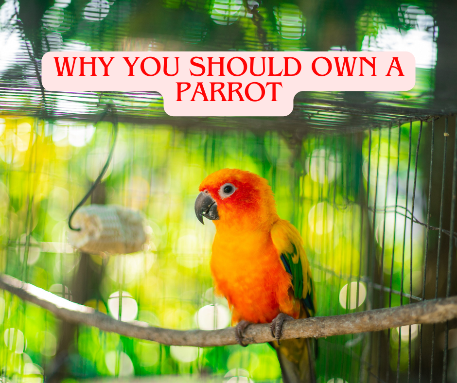 Why you should own a parrot